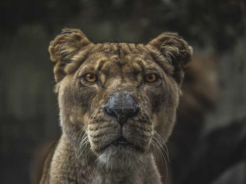 Decorative Candle Holder - Image 4